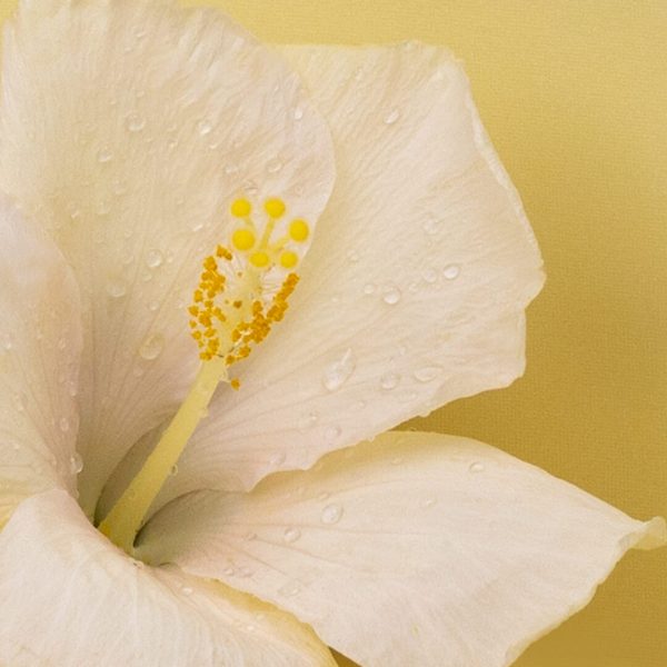 ashmiza-hibiscus